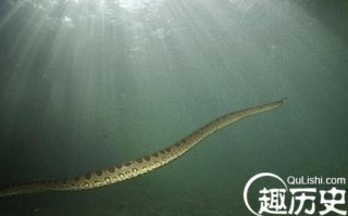 95巨蟒渡劫，95巨蟒渡劫未解之谜